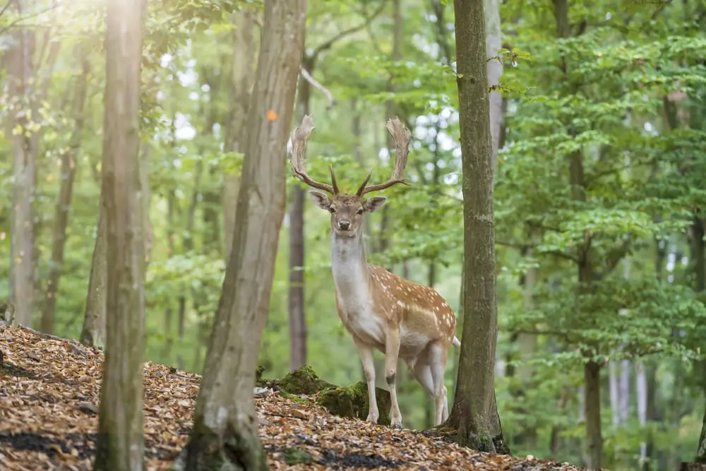 Fallow Deer - Dama dama stands among green trees.